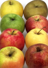Apples, Calville, Canada, Golden, Granny Smith, Pink Lady, Royal Gala, Starling, malus domestica