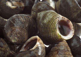 Common Periwinckle, littorina littorea