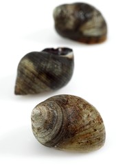 Common Periwinckle, littorina littorea, Shells against White Background