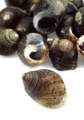 Common Periwinckle, littorina littorea, Shells against White Background