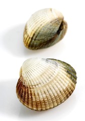 Common Cockle, cerastoderma edule, Shells against White Background