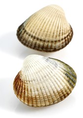 Common Cockle, cerastoderma edule, Shells against White Background