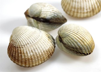 Common Cockle, cerastoderma edule, Shells against White Background