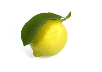 Yellow Lemon, citrus limonum, Fruit against White Background