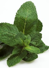 Mint, mentha sp. against White Background