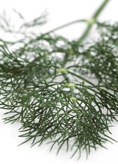 Dill, anethum graveolens against White Background