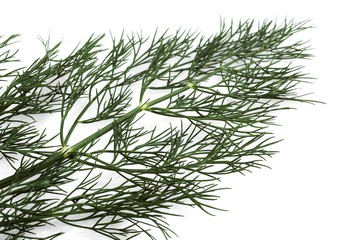Dill, anethum graveolens against White Background