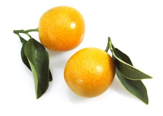 Kumquat, fortunella margarita, Fruits against White Background