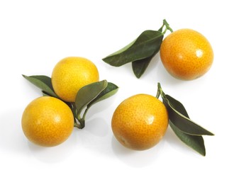 Kumquat, fortunella margarita, Fruits against White Background
