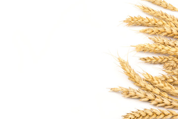 Fototapeta premium Spikelets of golden wheat, isolated on white background