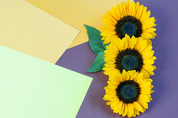 Sunflower heads vertical on the colorful paper background vertical, top view, flat lay. Beautiful creative greeting card design.