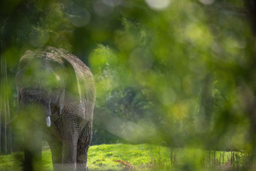 Elephant, Loxodonta africana, facial and body detail with green background.