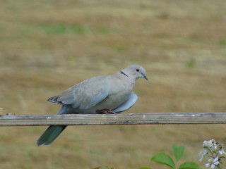 pigeon on a branch