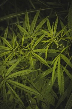 Marijuana / cannabis beautiful green leaves. 