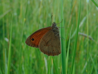 butterfly on green grass