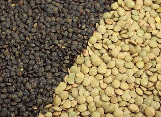 French Green Puy Lentils and Blond Lentils from Saint Flour, lens esculenta