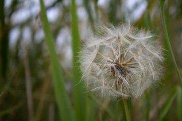 Close up of a dandelion in meadow field