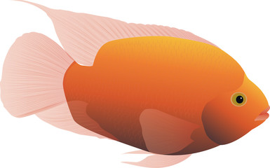 Vector illustration of gold fish