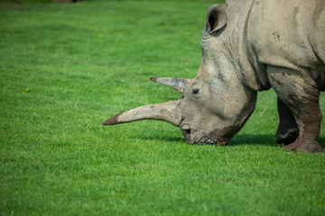 Rhino, Ceratotherium simum simum, close up horn and head portrait.