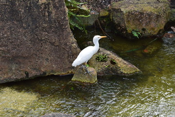White Ibis on rocks.