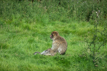 Barbary Macaque, Macaca sylvanus, sitting alone looking away on grass.