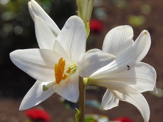 Fototapeta premium white lilies