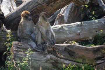 Barbary Macaque, Macaca sylvanus, sleeping underneath tree trunks.