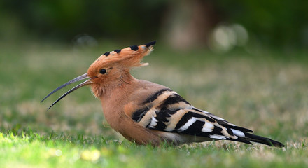 bird