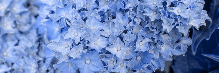 Obraz premium Obraz panoramiczny. Zbliżenie niebieski kwiat hortensji (Hydrangea macrophylla) kwitnący w ogrodzie
