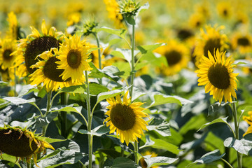 Fototapeta na wymiar Sunflowers field on sunny day with selective focus