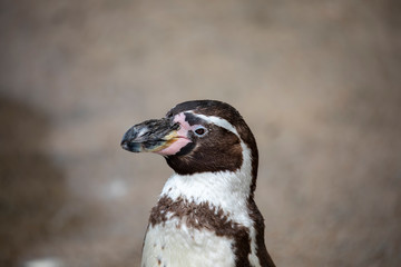 Humboldt penguin, Spheniscus humboldti, close up head shot with detail.