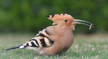 bird