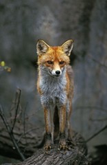 Red Fox, vulpes vulpes, Adult standing on Branch, looking around