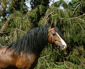 Welsh Pony