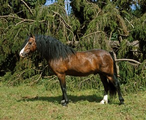 Welsh Pony