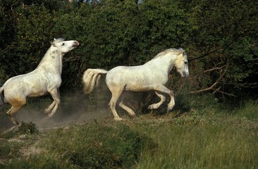 Camargue Horse Galloping in Meadow