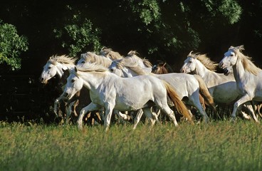 Camargue Horse, Herd standing in Meadow