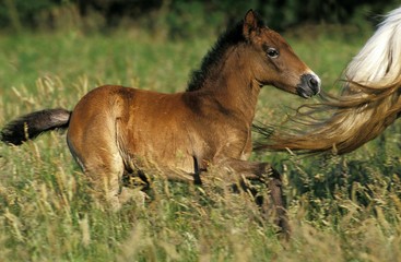 Naklejka na ściany i meble Camargue Horse, Foal standing in Meadow