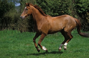 Anglo Arab Horse Galloping Through Meadow