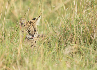 African Serval Cat Hiding in the Tall Grasses of the Maasai Mara