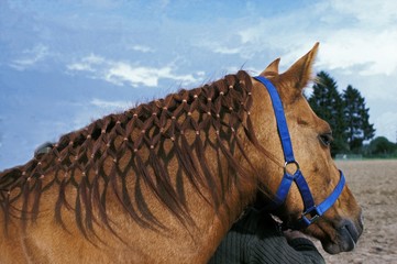 Chestnut Horse with Plaiting Mane