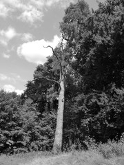 Nature look on Szymbark lake. Artistic look in black and white.