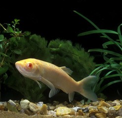 Grass Carp, ctenopharyngodon idella, Albino Fish