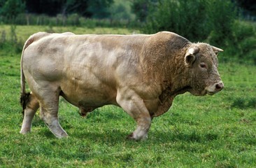Blonde d'Aquitaine, Domestic Cattle from France, Bull
