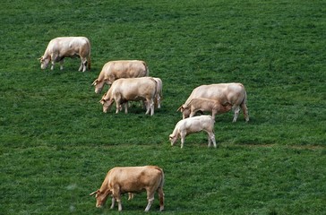 Blonde d'Aquitaine, Domestic Cattle from France, Herd eating Grass