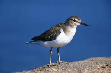 Common Sandpiper, tringa hypoleucos, Adult, Namibia