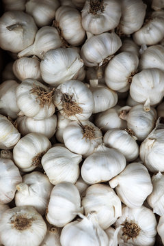 Garlic