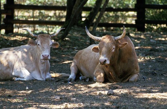 Pyrenean Cow or Blonde des Pyrenees, Domestic Cattle from France