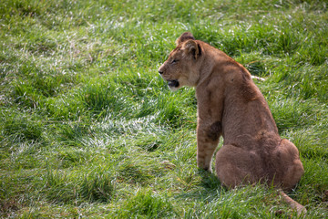 female lion, panthera leo, sitting /walking on grassland.