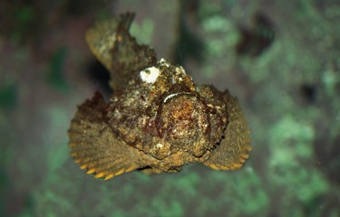 Stonefish, synanceia verrucosa, Australia